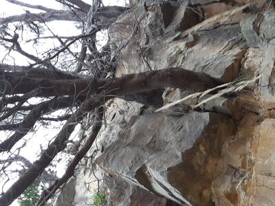tree growing out of the rocks
